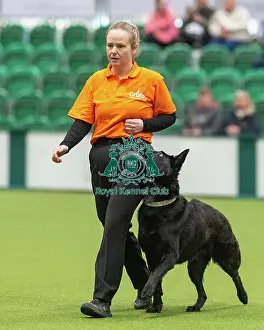 Crufts 2026 Obedience Prints: Obedience Class A (2) - Elspeth Brown & Devi (Northern)