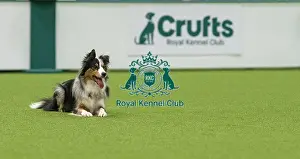 Crufts 2026 Obedience Prints: Obedience Class A (2) - Jacqualine Taylor & Journey (Border Collie)