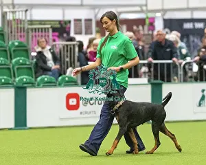 Crufts 2026 Obedience Prints: Obedience Class A - Claire McKinlay-Storie & Keira (Northern Ireland)