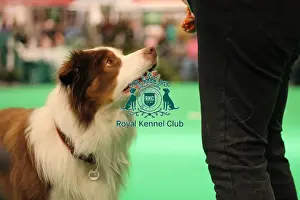 Crufts 2025 General Photography Prints: Have a go obedience display