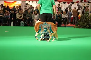 Crufts 2025 General Photography Prints: Have a go obedience display