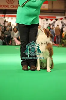 Crufts 2025 General Photography Prints: Have a go obedience display
