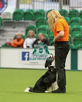 Obedience Novice 1 - Joanne Woodhead & Eddie (Northern), Crufts 2026<br> Obedience Novice 1 - Joanne Woodhead & Eddie (Northern), Crufts 2026