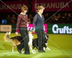 Obedience Winners 2016