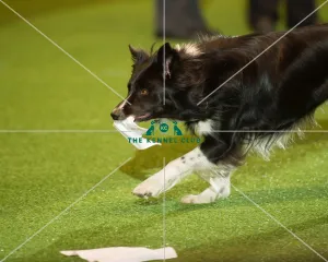 Obedience Winners 2016
