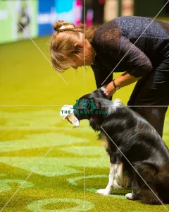 Obedience Winners 2016