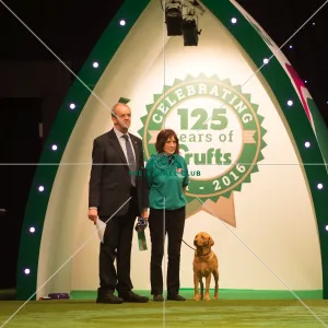 Obedience Winners 2016