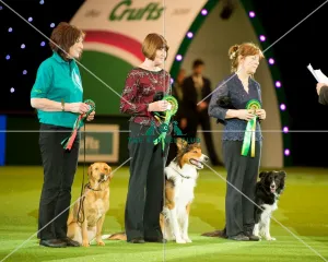 Obedience Winners 2016