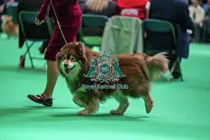 Finnish Lapphund Prints: Oberitz Upponalle