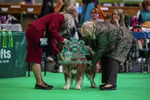 Finnish Lapphund Prints: Oberitz Upponalle