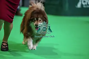 Finnish Lapphund Prints: Oberitz Upponalle