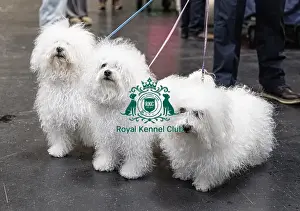 Bolognese Prints: Odin, Tia & Call owned by Chris Thatcher from Somerset Bolognese's who were competing today (Friday 07/03/25)