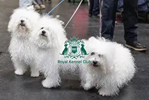 Bolognese Prints: Odin, Tia & Call owned by Chris Thatcher from Somerset Bolognese's who were competing today (Friday 07/03/25)