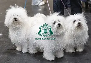 Bolognese Prints: Odin, Tia & Call owned by Chris Thatcher from Somerset Bolognese's who were competing today (Friday 07/03/25)