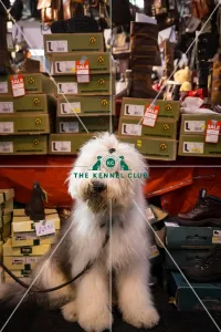 Old Englis Sheep dog Shopping