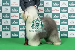 Thursday Prints: Old English Sheepdog Best of Breed Crufts 2026