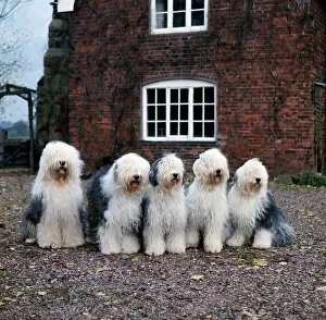 Trending: Old English Sheepdogs