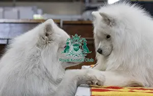 Samoyed Prints: Old Friends meet up - (L) Merlin