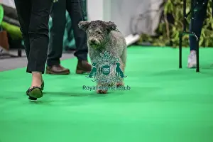 Olive the Hungarian Pumi