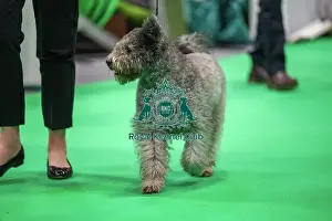 Olive the Hungarian Pumi