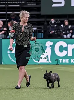 French Bulldog Prints: Olivia Timms from Thorney with Sushi