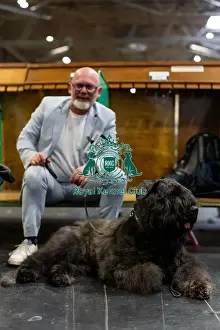 Bouvier Des Flandres Prints: Olivier Bohn from France with Stanley