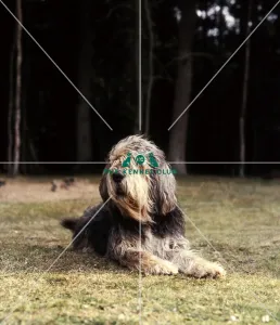 OTTERHOUND