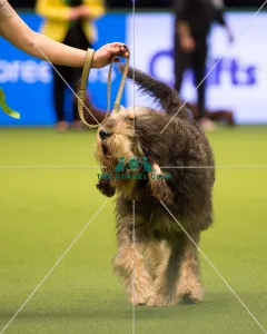 Otterhound