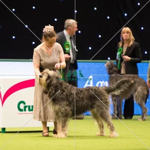 Otterhound