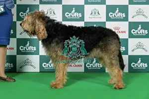 Otterhound Best of Breed Crufts 2026