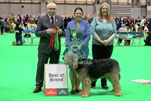 otterhound best breed crufts 2026 otterhound best breed Trending Item 2