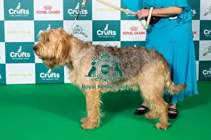 Crufts 2025 Best Of Breed Prints: Otterhound BOB