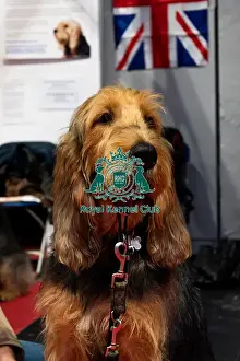Dogs Prints: An Otterhound At Discover Dogs