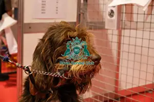 Crufts 2025 Discover Dogs Prints: Otterhound at Discover Dogs