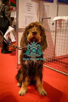 Crufts 2025 Discover Dogs Prints: Otterhound at Discover Dogs