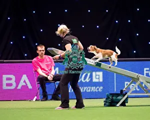 Crufts 2016 Prints: overall winner small KC British Open