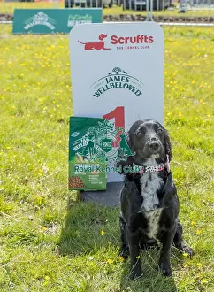 Chelmsford Prints: Owner Name: Barbra Davies Dog Only Scruffts Family Crossbreed Competition