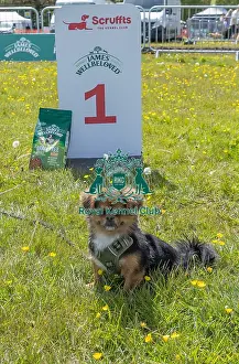 Chelmsford Prints: Owner Name: Edward Drescher Dog Only Dog Name: Leo