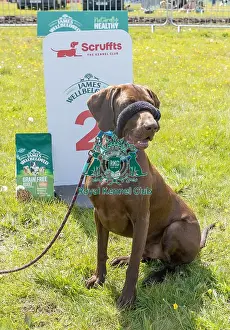 Chelmsford Prints: Owner Name: Kirsty Adams Second Place Dog Name: Baker