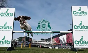 Crufts 2025 BeatMedia Prints: Ozzy an English Springer Spaniel a first time competitor in Obreedience