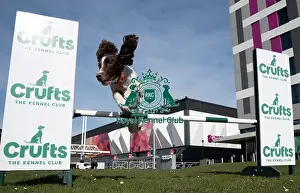 Crufts 2025 BeatMedia Prints: Ozzy an English Springer Spaniel a first time competitor in Obreedience