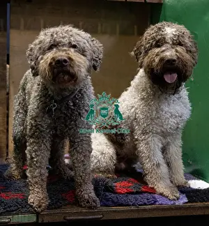Dog Name Prints: Ozzy (L) & Charlie (R) both Lagotto Romagnolo's from Fairham who were competing today (Saturday 08/03/25)