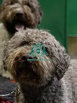 Lagotto Romagnolo Prints: Ozzy a Lagotto Romagnolo from Fairham