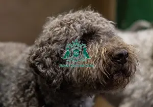 Lagotto Romagnolo Prints: Ozzy a Lagotto Romagnolo from Fairham