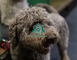 Lagotto Romagnolo Prints: Ozzy a Lagotto Romagnolo from Fairham