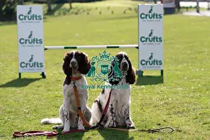 Crufts 2025 BeatMedia Prints: Ozzy and Leah English Springer Spaniels and first time competitor in Obreedience