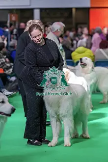Breed Judging Prints: Pafaxen A Million Dreams JW
