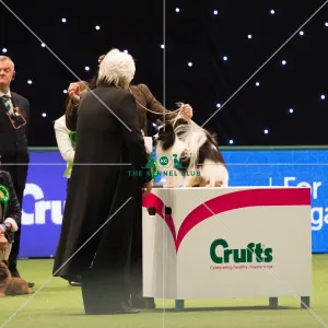 Papillon Best of Breed Crufts 2017