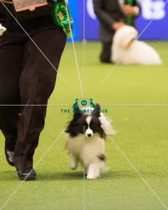 Papillon Best of Breed Crufts 2017