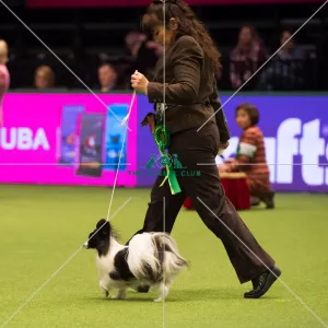 Papillon Best of Breed Crufts 2017